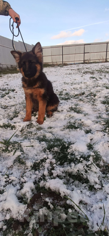 Собаки в Коломне: Продам щенка немецкой овчарки д ш. Девочки Девочка, 50 000 руб. - фото 9