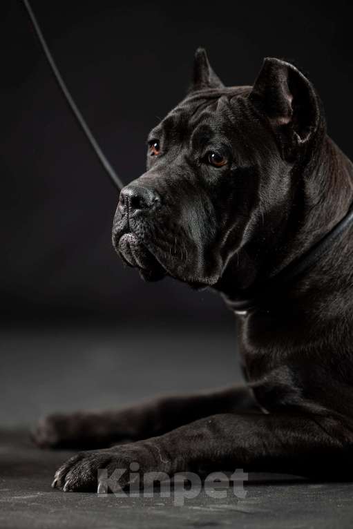 Собаки в Самаре: Кане Корсо изысканная класика Девочка, 45 000 руб. - фото 3