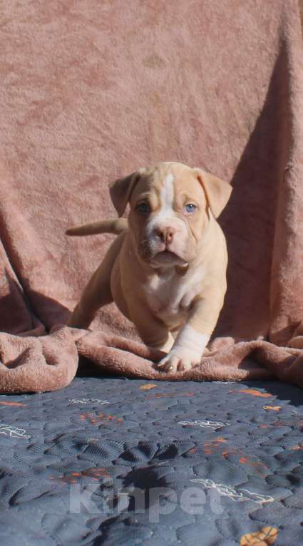 Собаки в Москве: Наши малыши. Разнополые, 80 000 руб. - фото 10