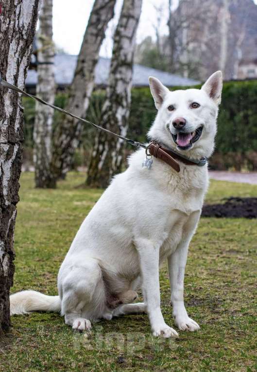 Собаки в Москве: Аспен: собака, которая сама пришла за помощью Мальчик, Бесплатно - фото 1