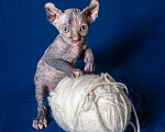 Кошки в Москве: Сфинкс эльф Девочка, 40 000 руб. - фото 1