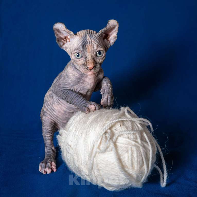 Кошки в Москве: Сфинкс эльф Девочка, 40 000 руб. - фото 1