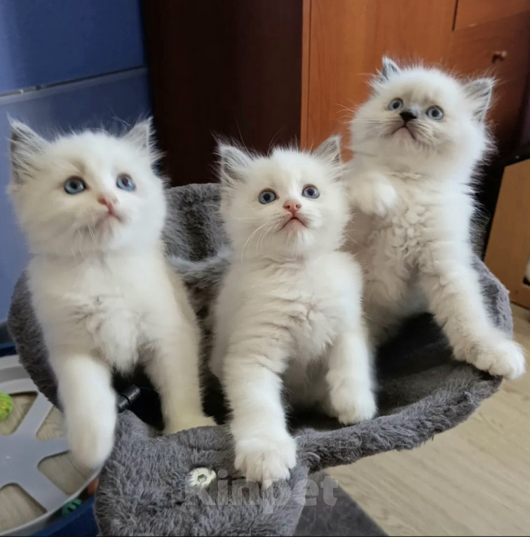 Кошки в Казани: Рэгдолл котята Разнополые, 57 000 руб. - фото 2