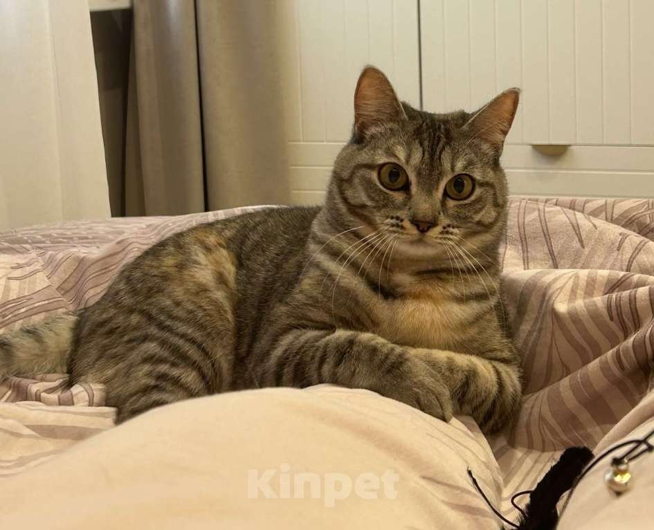 Кошки в Нижнем Новгороде: Потерялась кошка Девочка, 10 000 руб. - фото 1
