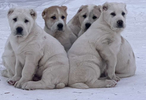 Щенки  Среднеазиатская овчарка 