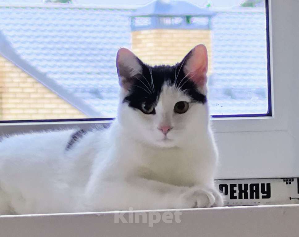 Кошки в Москве: Котёнок Смурфик ищет семью! Мальчик, Бесплатно - фото 7