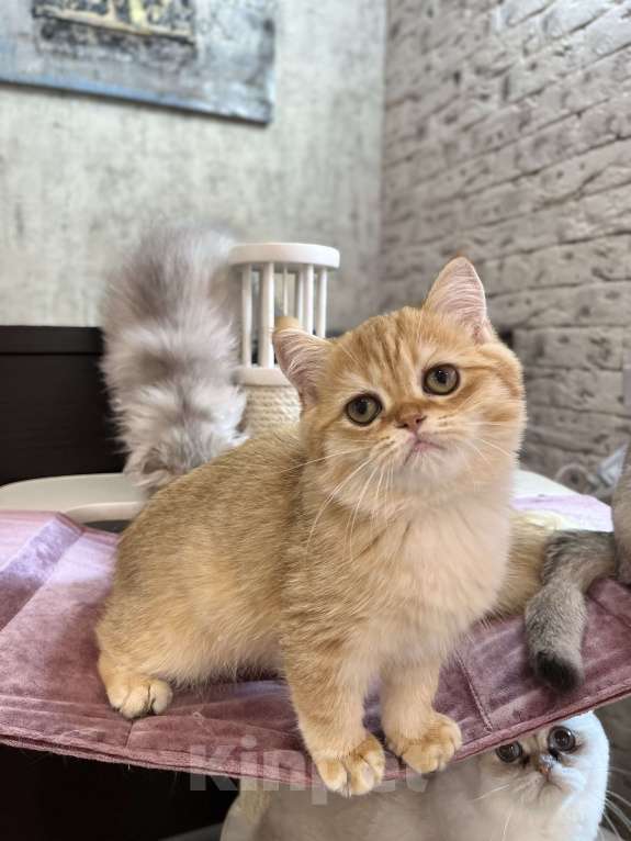 Кошки в Нижнем Новгороде: Поямоухий золотой котик Огонек  Мальчик, Бесплатно - фото 3