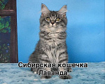 Кошки в Москве: Сибирский котёнок Девочка, Бесплатно - фото 2