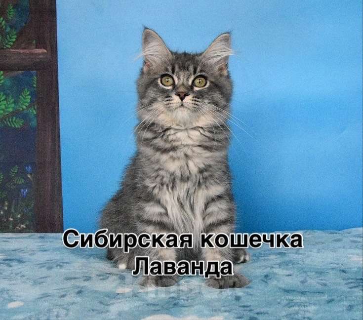 Кошки в Москве: Сибирский котёнок Девочка, Бесплатно - фото 2