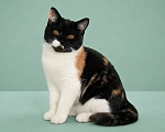 Кошки в Люберцах: Британский котенок Девочка, 20 000 руб. - фото 1