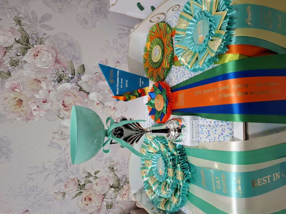 Кошки в Москве: КОТЕНОК ЕВРОПЕЙСКОЙ БУРМЫ Мальчик, 80 000 руб. - фото 5