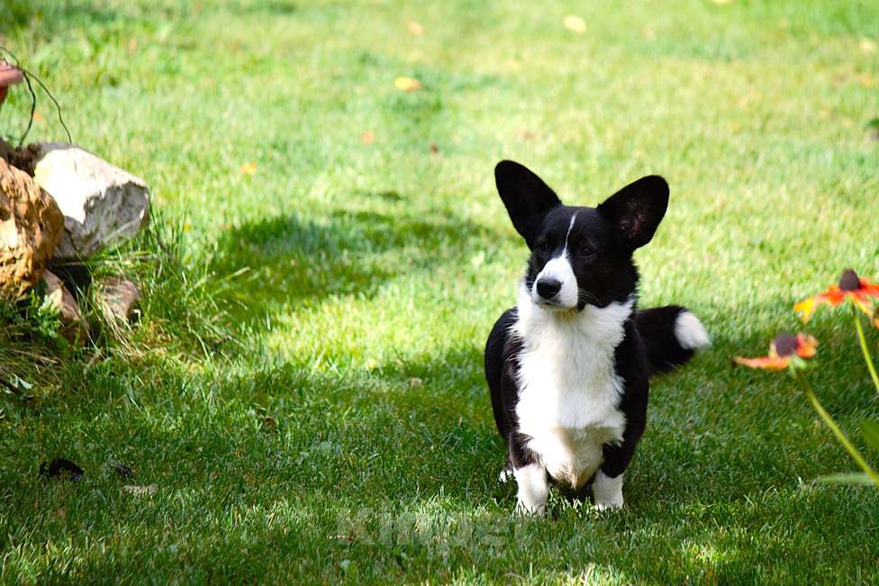 Собаки в Одинцово: Девочка Вельш Корги Кардиган Девочка, 15 000 руб. - фото 2