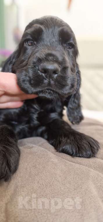 Собаки в Всеволожске: Английский кокер спаниель-щенок Мальчик, Бесплатно - фото 2