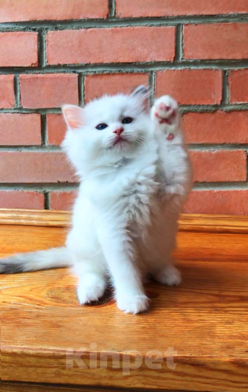 Кошки в Москве: Котёнок девочка породы Рэгдолл - Amour Девочка, 60 000 руб. - фото 2