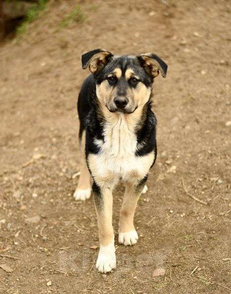 Собаки в Москве: щенок Ника ищет семью Девочка, Бесплатно - фото 7