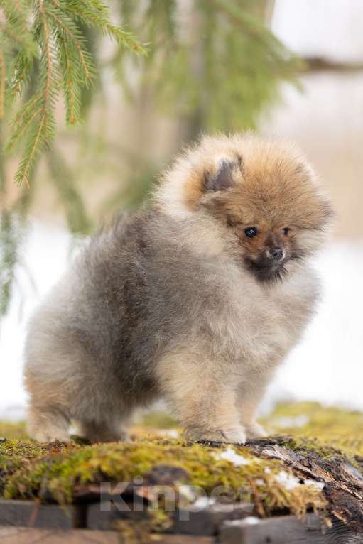 Собаки в Лобне: Красотка Девочка, 50 000 руб. - фото 3