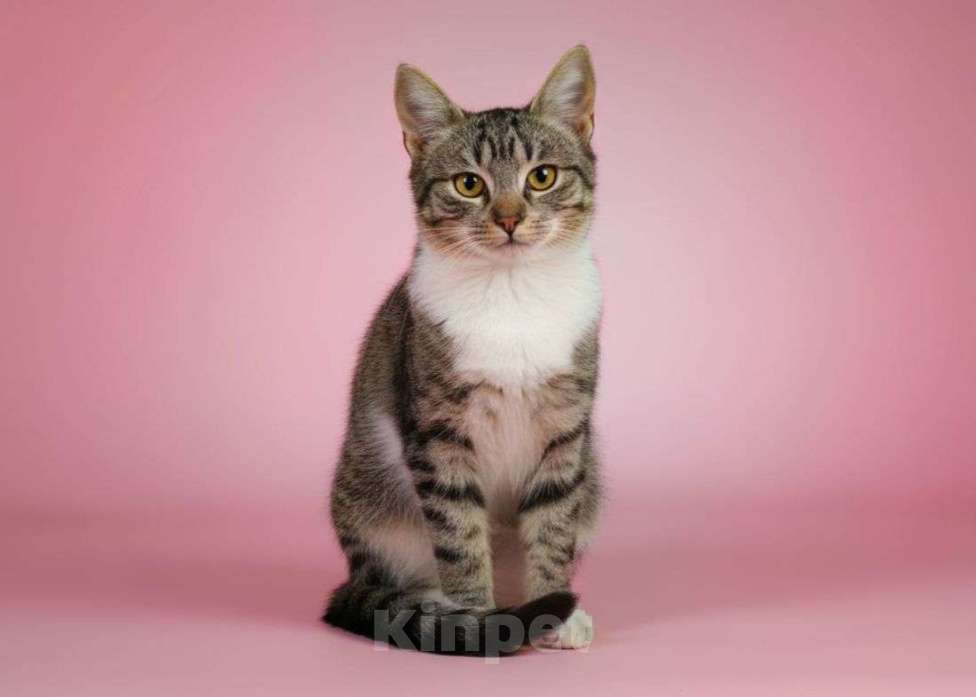 Кошки в Москве: Маленький котенок девочка в добрые руки  Девочка, Бесплатно - фото 3