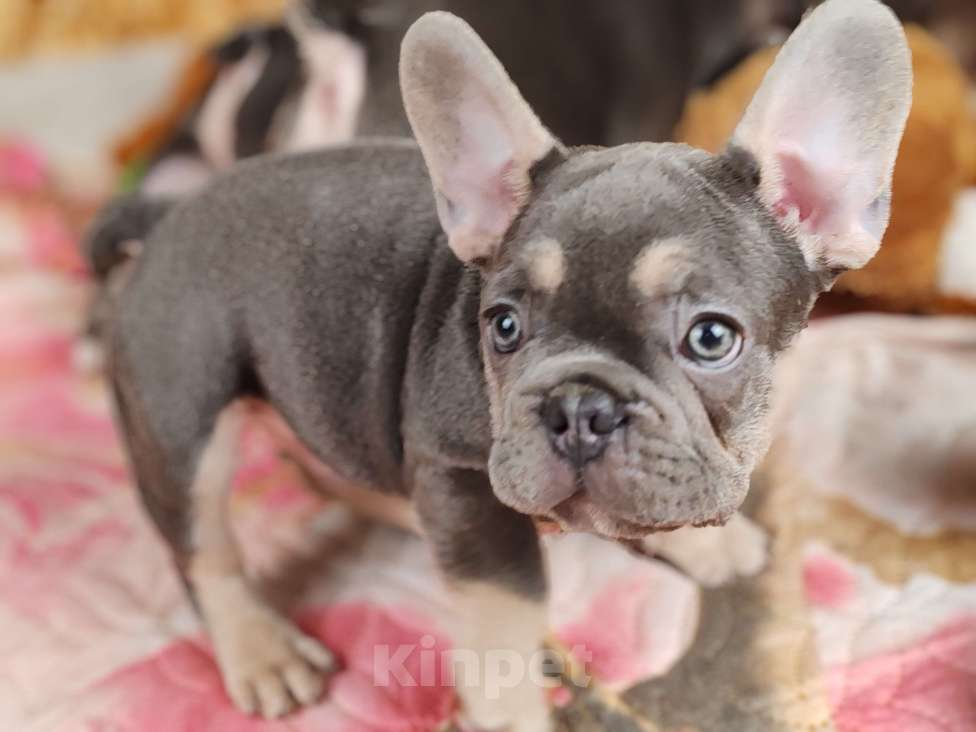 Собаки в Санкт-Петербурге: Шикарная голубая девочка Девочка, 70 000 руб. - фото 6