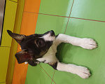 Собаки в Подольске: Щенок Бадди бесплатно  Мальчик, Бесплатно - фото 3