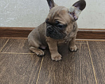 Собаки в Белореченске: Французский бульдог Мальчик, Бесплатно - фото 3