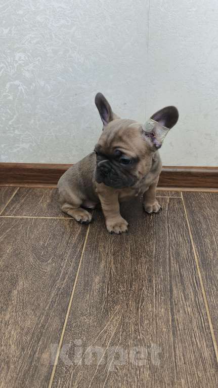 Собаки в Белореченске: Французский бульдог Мальчик, Бесплатно - фото 3
