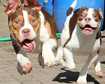 Собаки в Раменском: Щенки Староанглийский бульдог ("OEB") Девочка, 120 000 руб. - фото 2