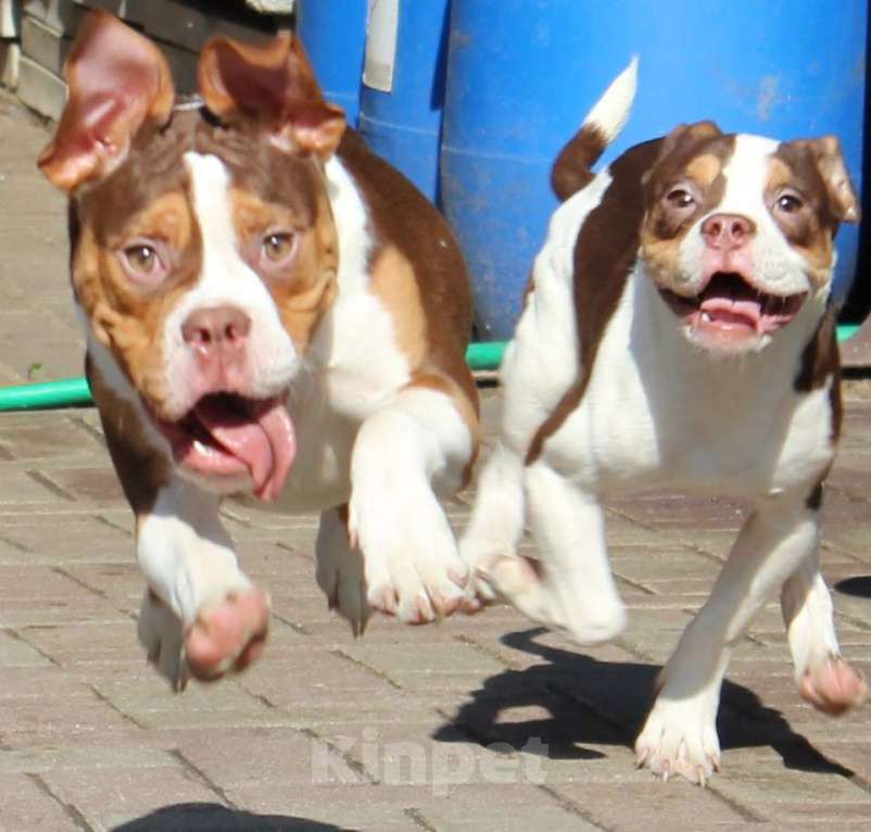 Собаки в Раменском: Щенки Староанглийский бульдог ("OEB") Девочка, 120 000 руб. - фото 2