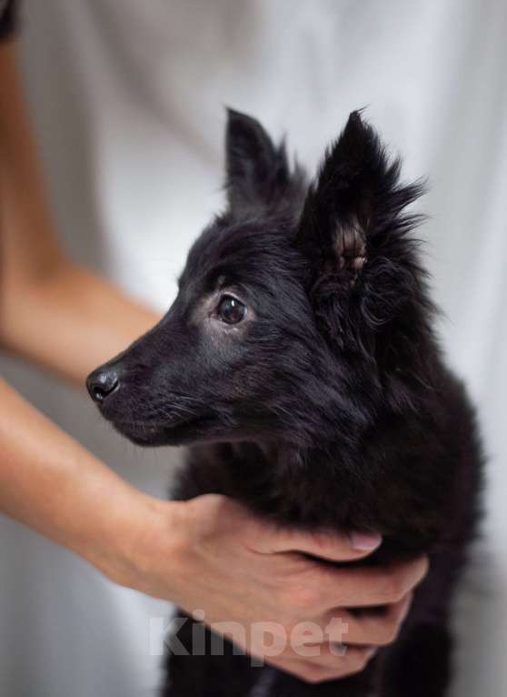 Собаки в Ногинске: Ищет дом маленький лисенок с обворожительным взглядом! Мальчик, Бесплатно - фото 3