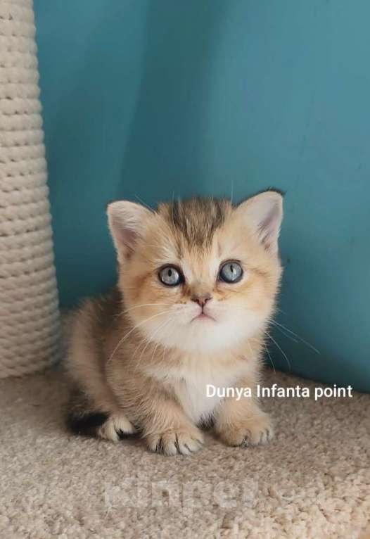 Кошки в Москве: Породистые золотые шотландцы Разнополые, 25 000 руб. - фото 6