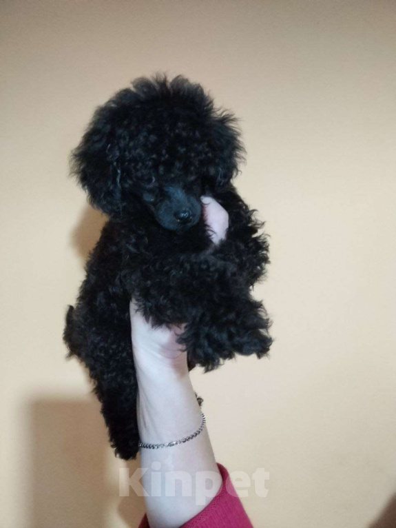 Собаки в других городах Белгородской области: Той пудель ,девочка Девочка, 45 000 руб. - фото 1