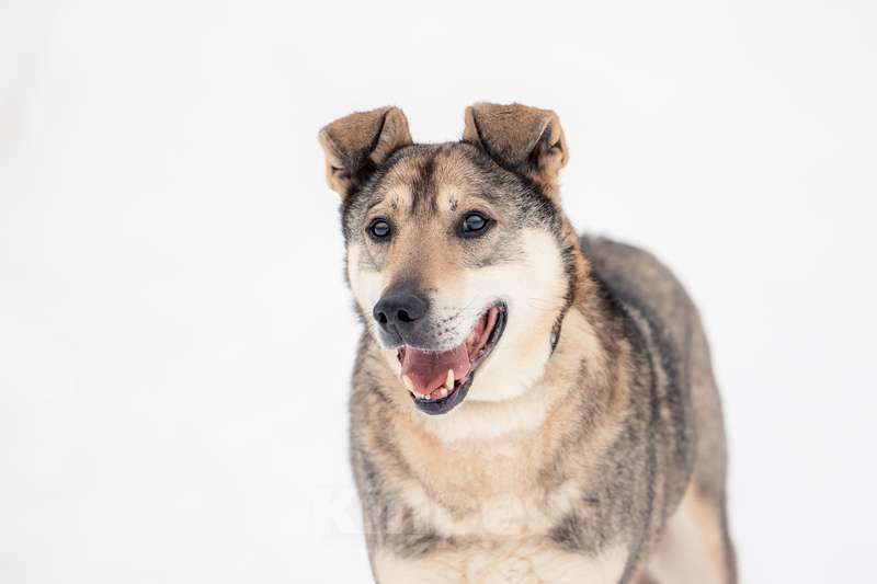 Собаки в Москве: Милый оптимист Джек ищет дом Мальчик, Бесплатно - фото 7