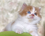 Кошки в Санкт-Петербурге: Мальчик с разноокрашенными глазами Мальчик, 35 000 руб. - фото 2