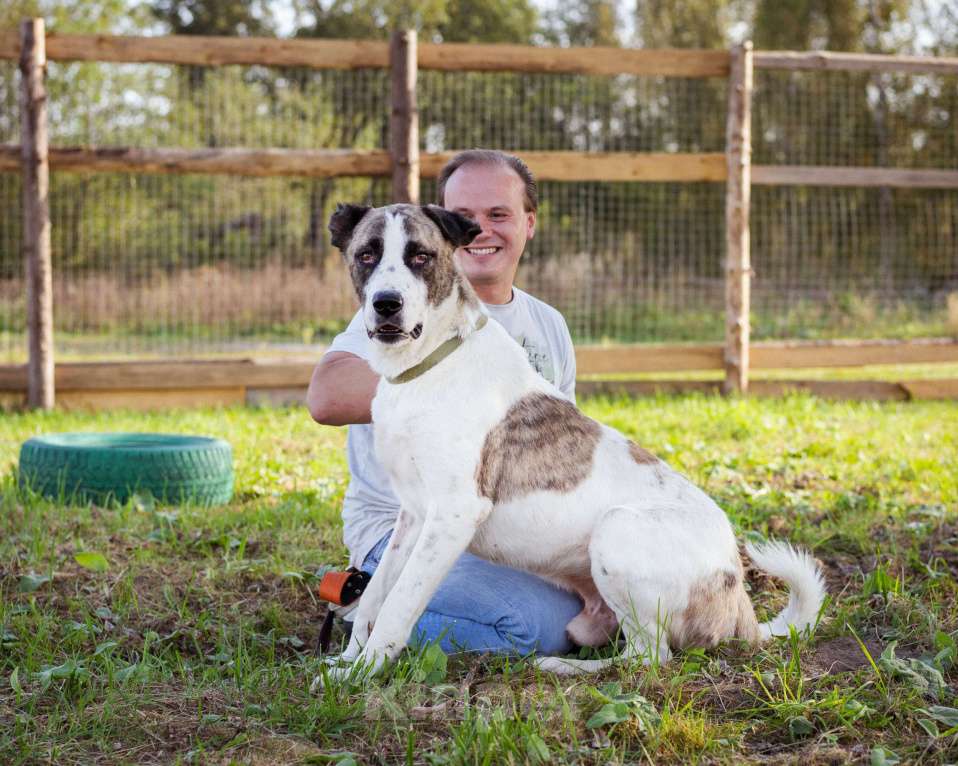 Собаки в Москве: Супер-ласковый парень в добрые руки! Мальчик, Бесплатно - фото 3