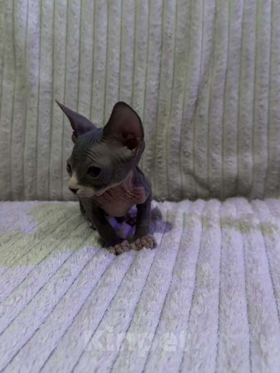 Кошки в других городах Московской области: Канадский сфинкс котенок мальчик Мальчик, 25 000 руб. - фото 4