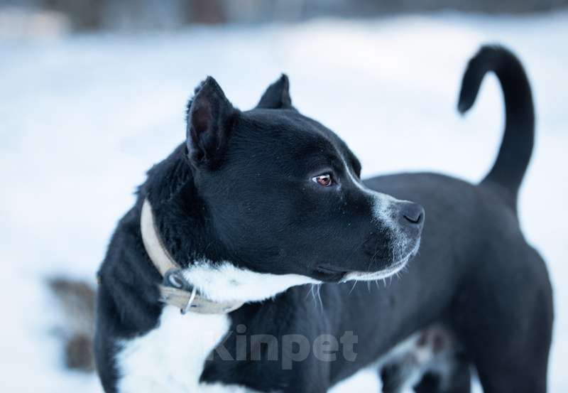 Собаки в Москве: Питбуль Пит в добрые руки Мальчик, Бесплатно - фото 3