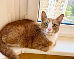 Кошки в Реутове: Ищет дом рыжая кошечка Ириска. Девочка, Бесплатно - фото 6