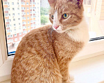 Кошки в Реутове: Ищет дом рыжая кошечка Ириска. Девочка, Бесплатно - фото 2