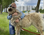 Собаки в Москве: Молодой кавказец в дар, Бесплатно - фото 2