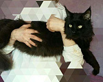 Кошки в Лянторе: Кот Мейн Кун вязка, 20 000 руб. - фото 3