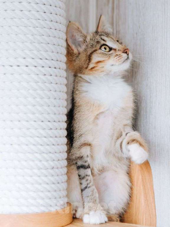 Кошки в Москве: Тоша, котенок, который выжил Мальчик, Бесплатно - фото 3