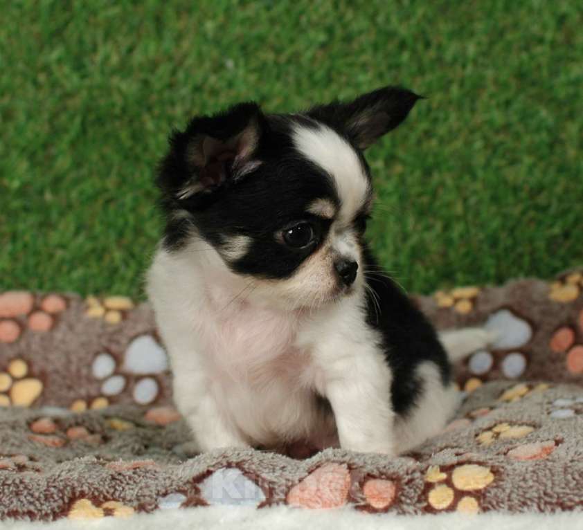 Собаки в Москве: Мальчик чихуахуа Мальчик, 25 000 руб. - фото 8