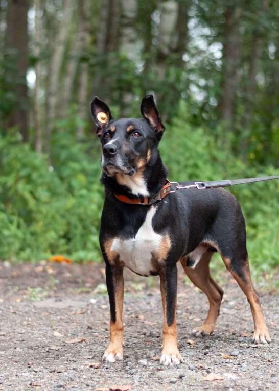 Собаки в Ногинске: Доби - метис стаффордширского терьера Мальчик, Бесплатно - фото 10