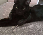 Кошки в Санкт-Петербурге: Потерялась любимица, черная кошка Девочка, 2 000 руб. - фото 2