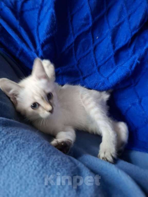 Кошки в Москве: Мой любимец Мальчик, 50 000 руб. - фото 1