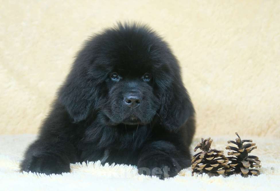 Собаки в Москве: Ньюфаундленд щенки Девочка, 100 000 руб. - фото 4