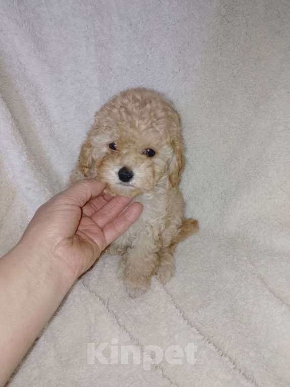 Собаки в Новосибирске: Щенки пуделя Разнополые, 30 000 руб. - фото 4