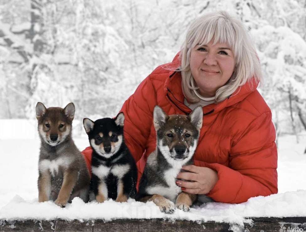 Собаки в Москве: Сиба ину питомник FUDZISAN Мальчик, 120 000 руб. - фото 1