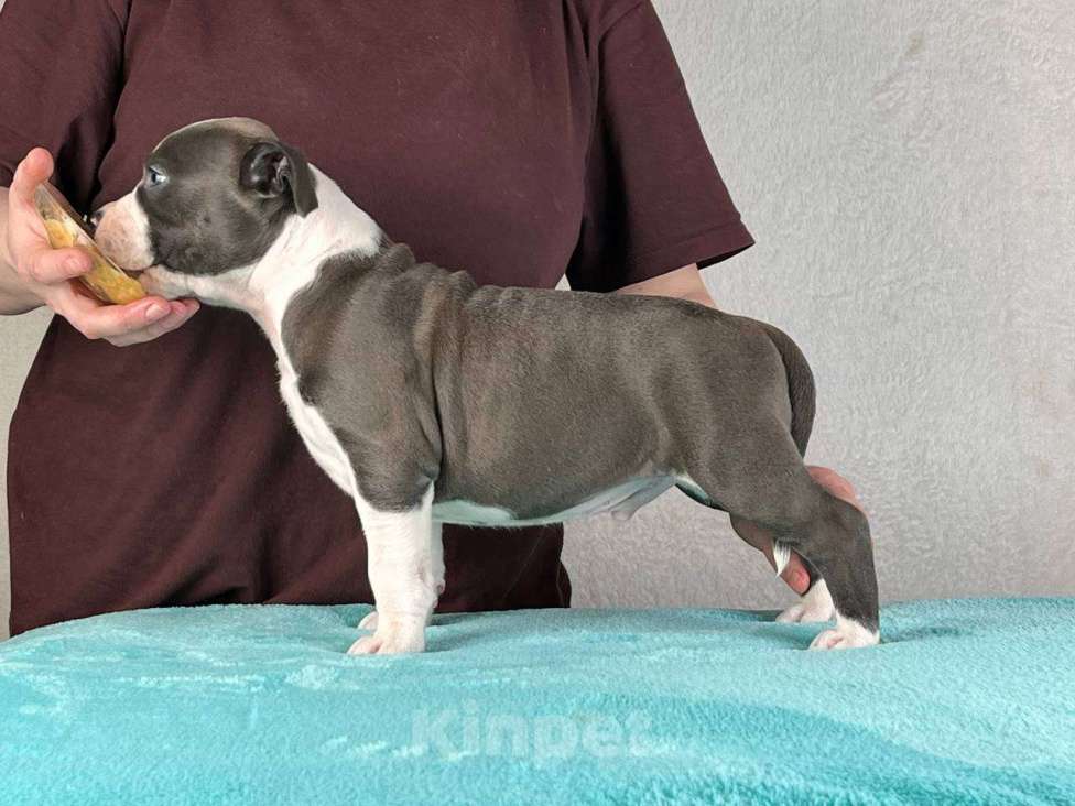 Собаки в Москве: Шикарный голубой мальчик Мальчик, 120 000 руб. - фото 3