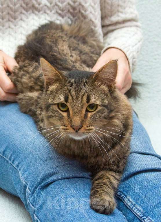 Кошки в Москве: Пушистый сибиряк Симба в добрые руки Мальчик, 1 руб. - фото 3