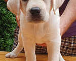 Собаки в Горячем Ключе:  Лабрадор Ретривер Девочка, 50 000 руб. - фото 1